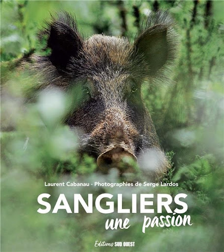 sanglier - LAROUSSE